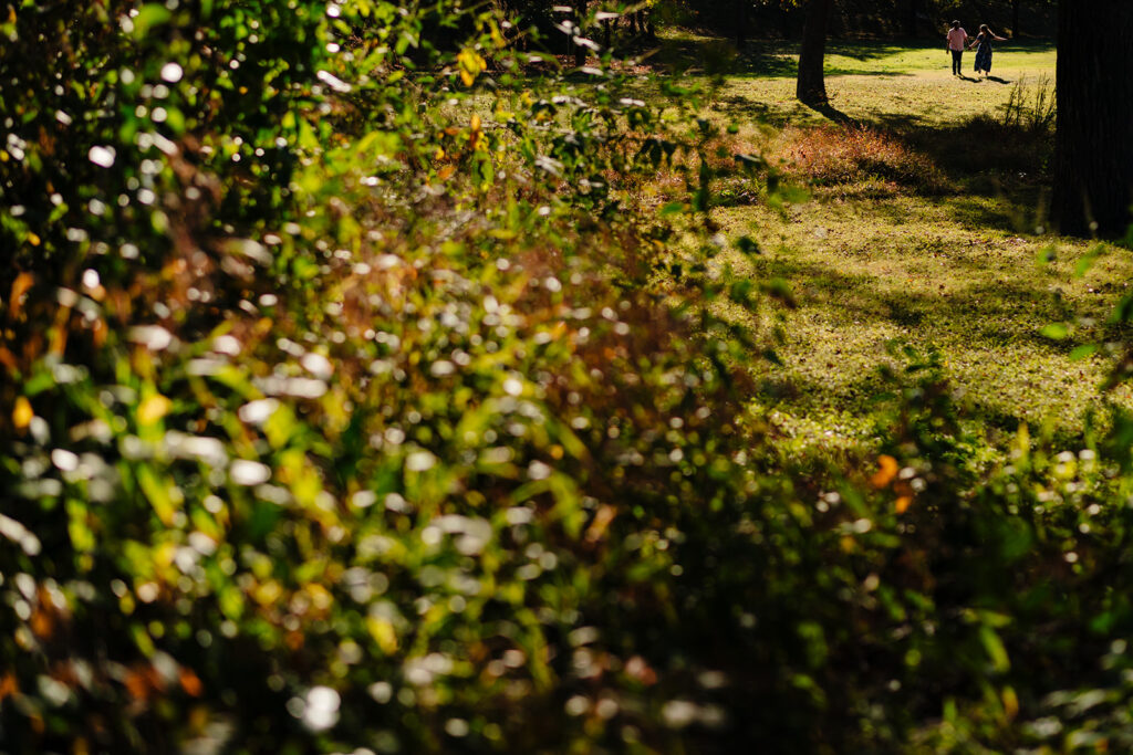Silhouette of couple under a large sprawling tree at Reverchon Park in Dallas.